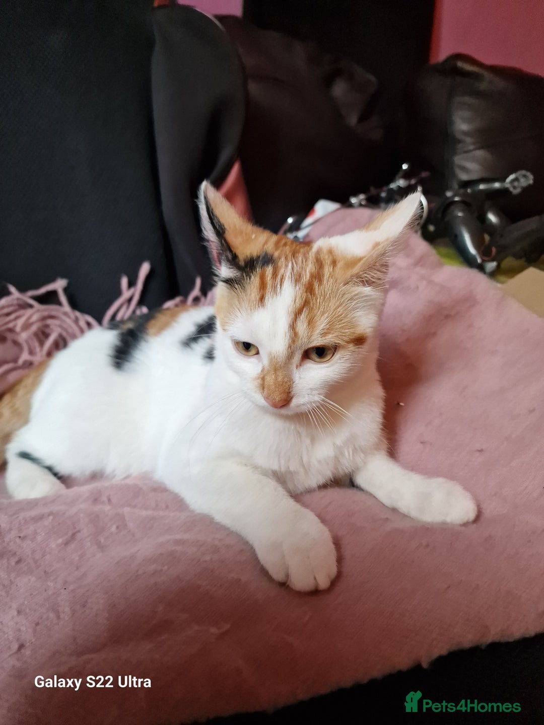 Mixed Breed cats for sale: Kitten - Image 13