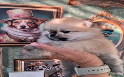 Pomeranian dogs for sale: Amazing Pom puppies from Five Star breeder  - Image 13