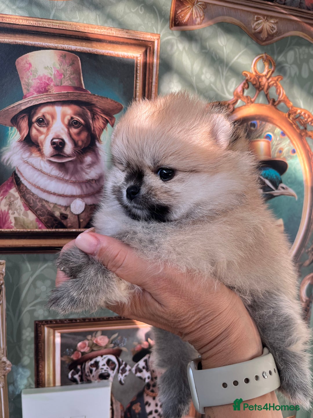 Pomeranian dogs for sale: Amazing Pom puppies from Five Star breeder  - Image 13