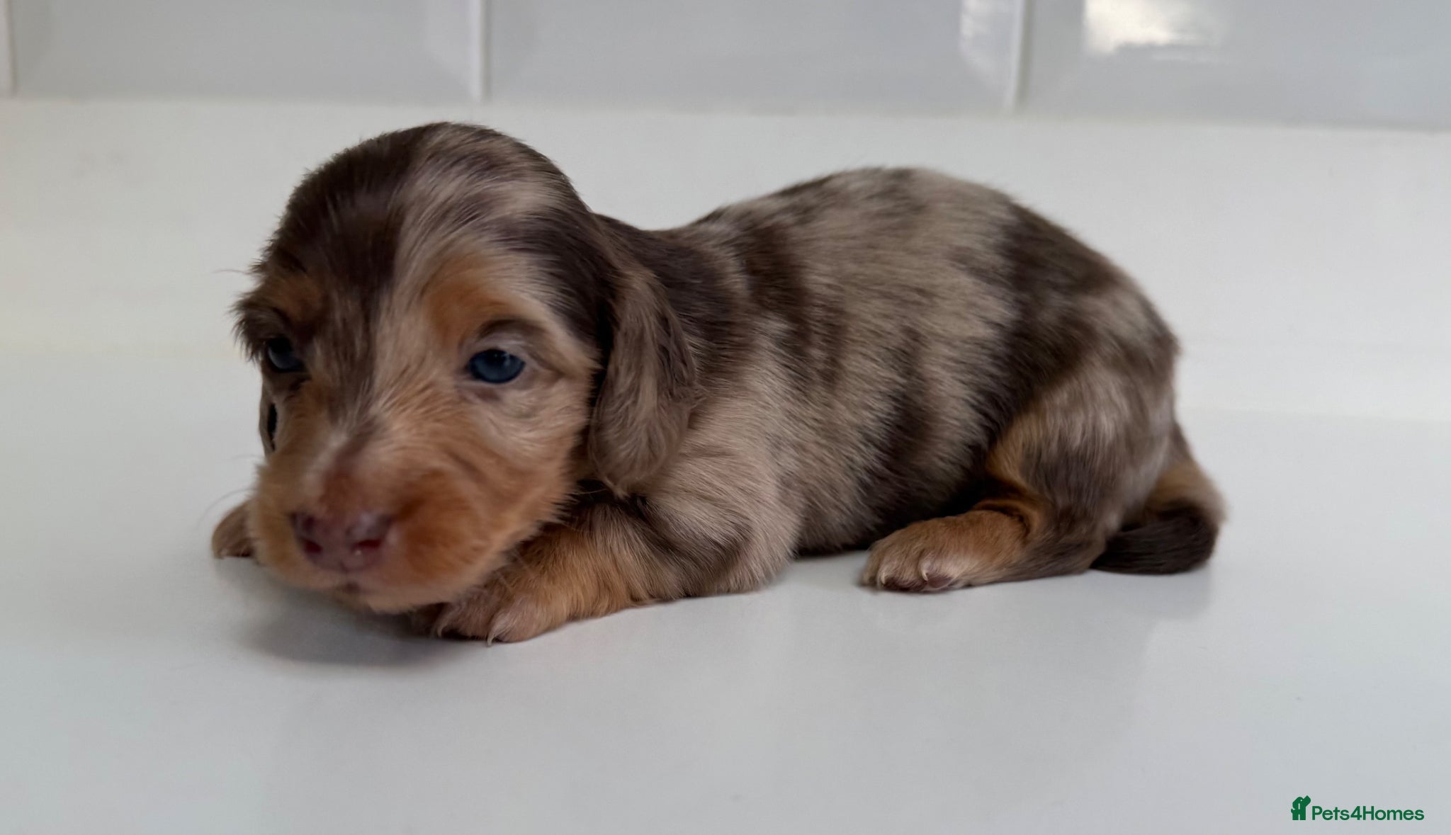 Miniature Dachshund dogs Beautiful Miniature dachshunds  - Advert 1