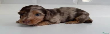 Miniature Dachshund Puppy 1