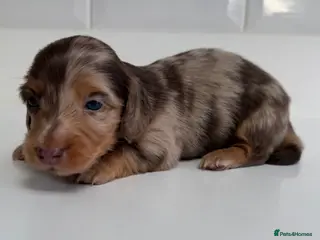 Miniature Dachshund dogs Beautiful Miniature dachshunds - Advert 1
