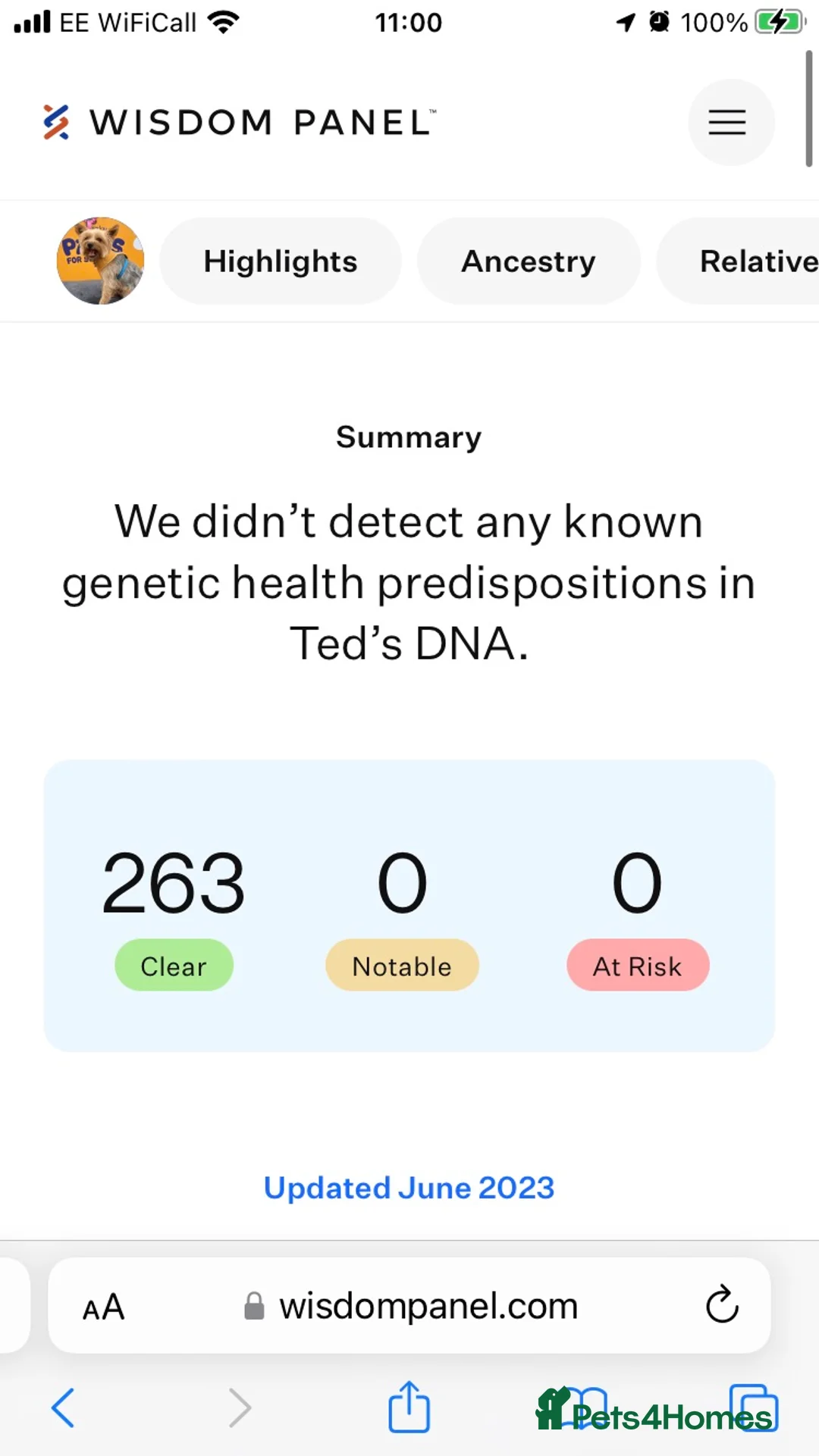 Yorkshire Terrier dogs for stud: Beautiful Minature Yorkie for STUD (PROVEN) in Chesterfield - Advert 13