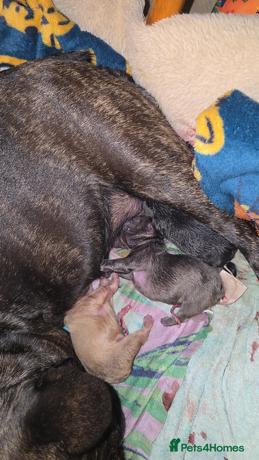 French Bulldog dogs for sale: French bulldog puppys for sale  - Advert 21