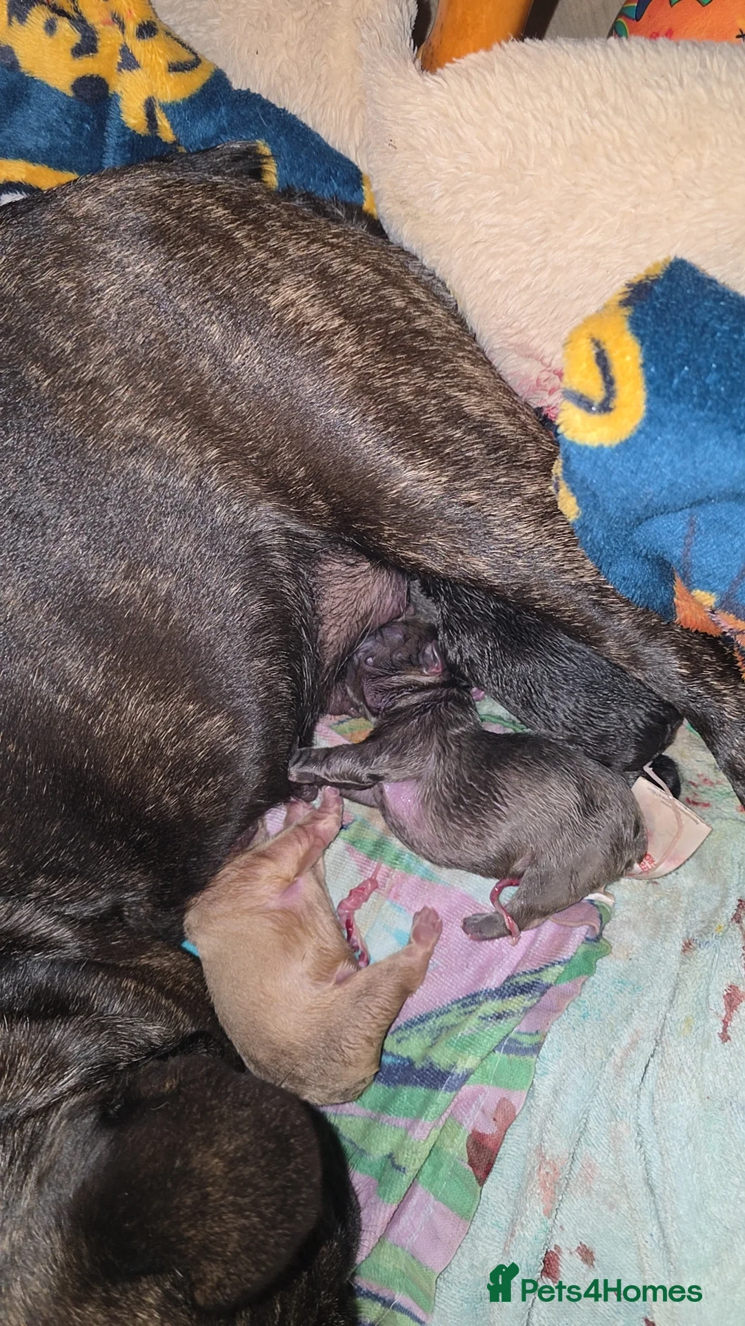 French Bulldog dogs for sale: French bulldog puppys for sale  - Advert 21