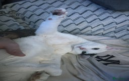 British Shorthair cats for sale: Georgie needs a home!  - Image 1
