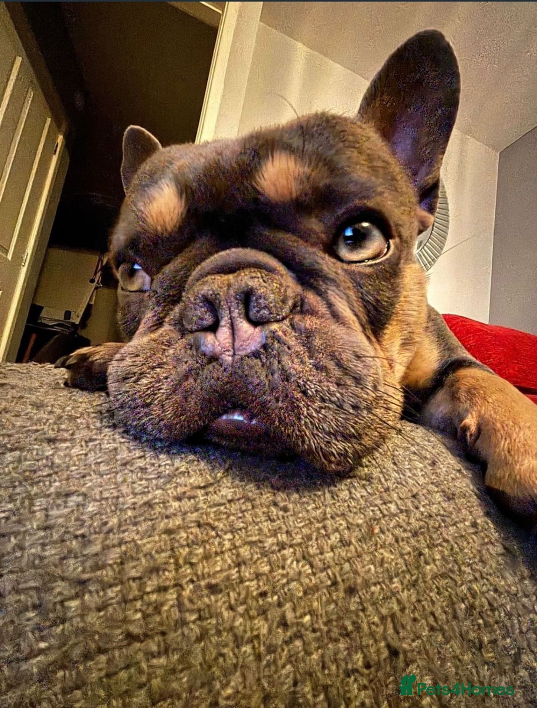 French Bulldog dogs for sale: Blue & Tan French Bulldog, 3yrs, Great With Kids - Advert 2