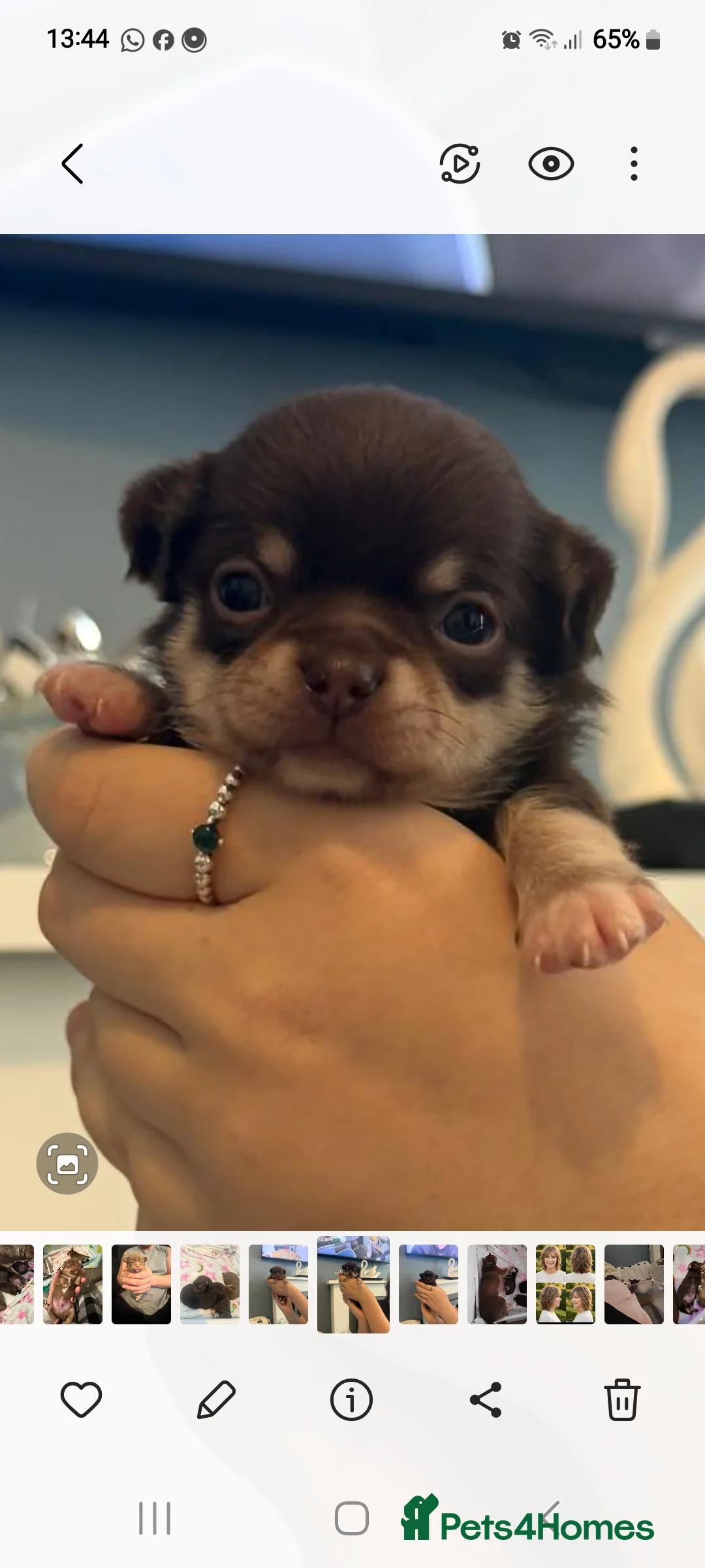 Chihuahua dogs for sale: Superb Chihuahua Pups - Advert 1