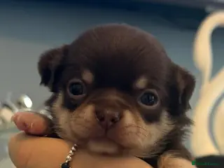 Chihuahua dogs Superb Chihuahua Pups - Advert 15
