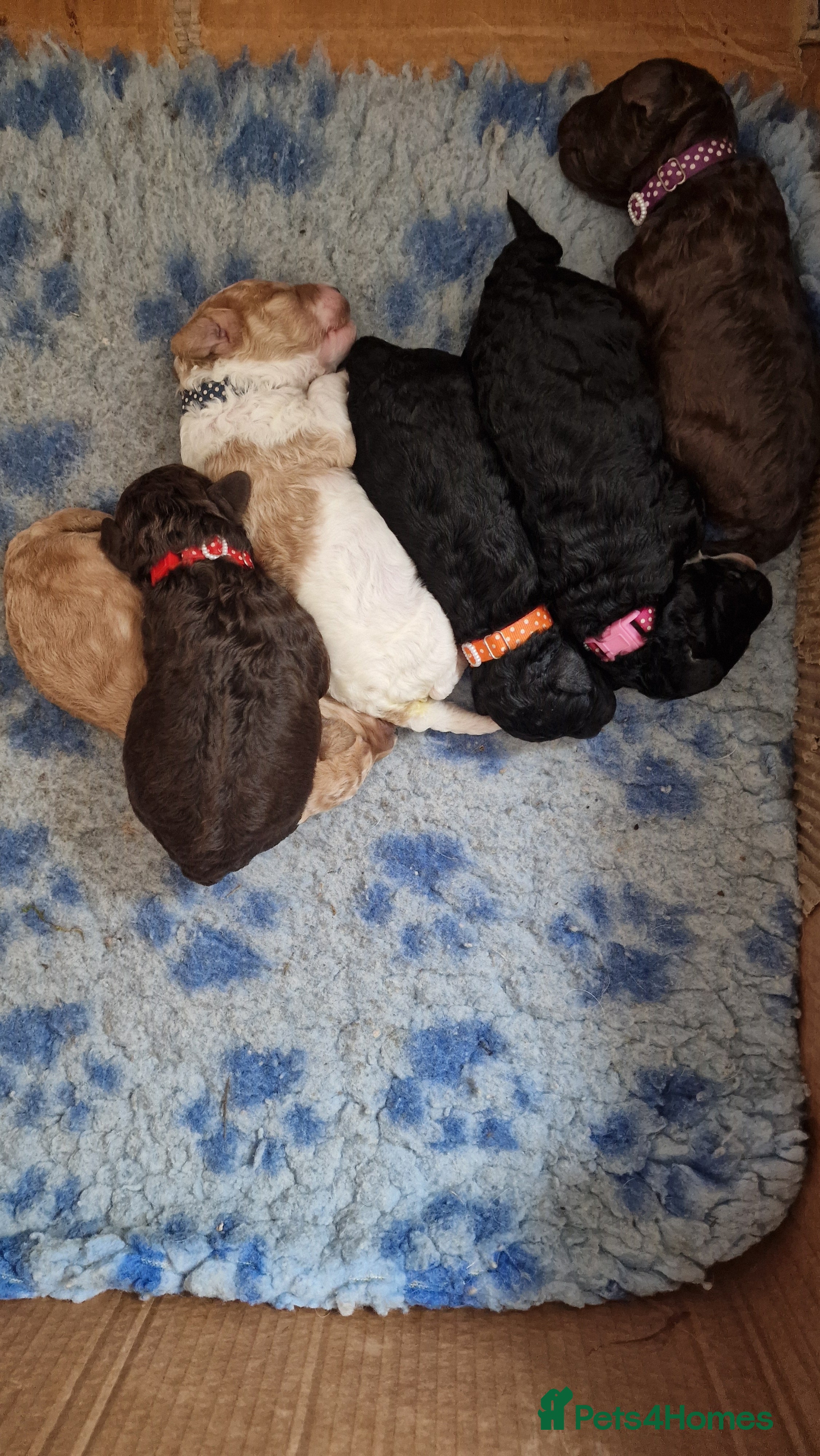 Miniature Poodle dogs Stunning Miniature Poodle Puppies PRA clear  - Advert 1