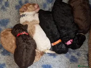 Miniature Poodle dogs Stunning Miniature Poodle Puppies PRA clear - Advert 9