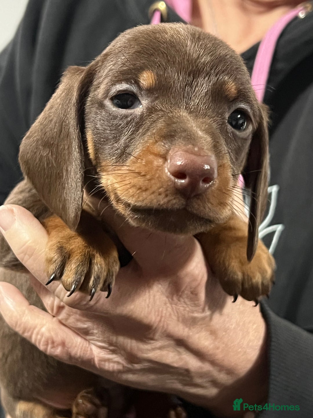 Miniature Dachshund dogs for sale: Miniature dachshunds  - Advert 6