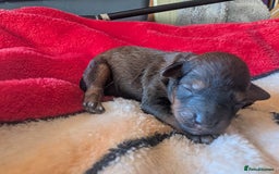 Cavapoo dogs for sale: One gorgeous cavapoo brown boy left ❤️ - Advert 10