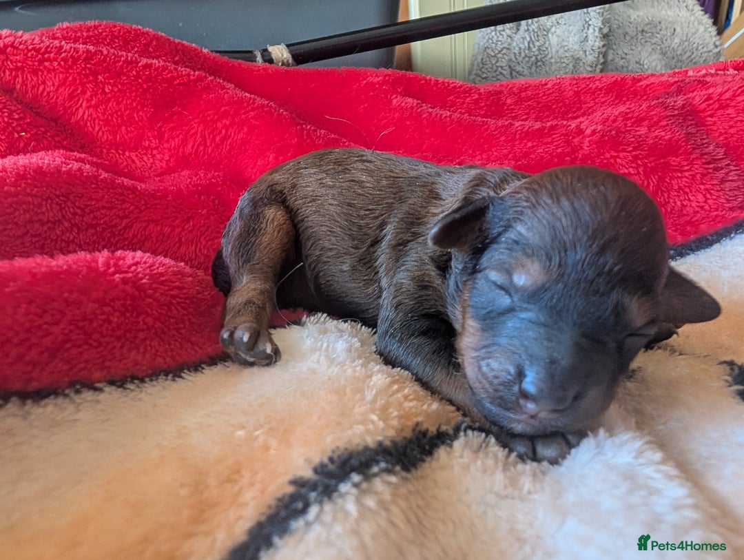 Cavapoo dogs for sale: One gorgeous cavapoo brown boy left ❤️ - Advert 10