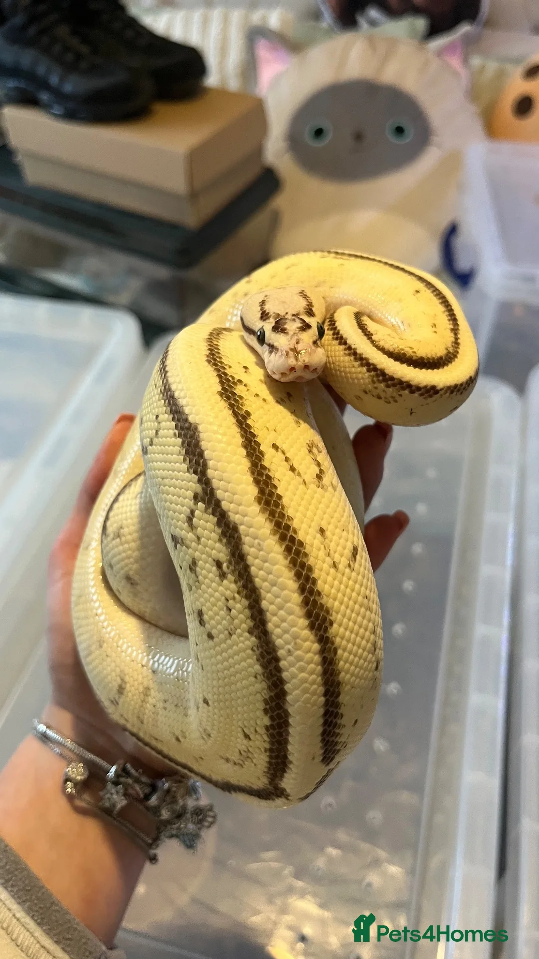 Mixed Breed reptiles for sale: Multiple reptiles for rehome in Solihull - Advert 1