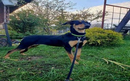 Mixed Breed dogs for adoption: 💖🐶 GERDA 🐶💖 - Image 7