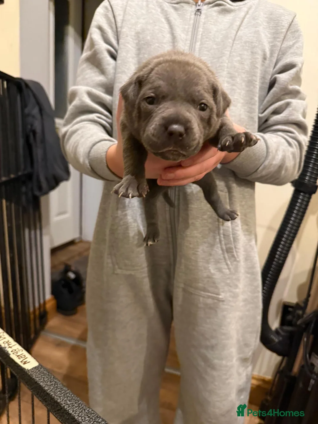 Staffordshire Bull Terrier dogs for sale: Beautiful BLUE kc registered puppies - Advert 2
