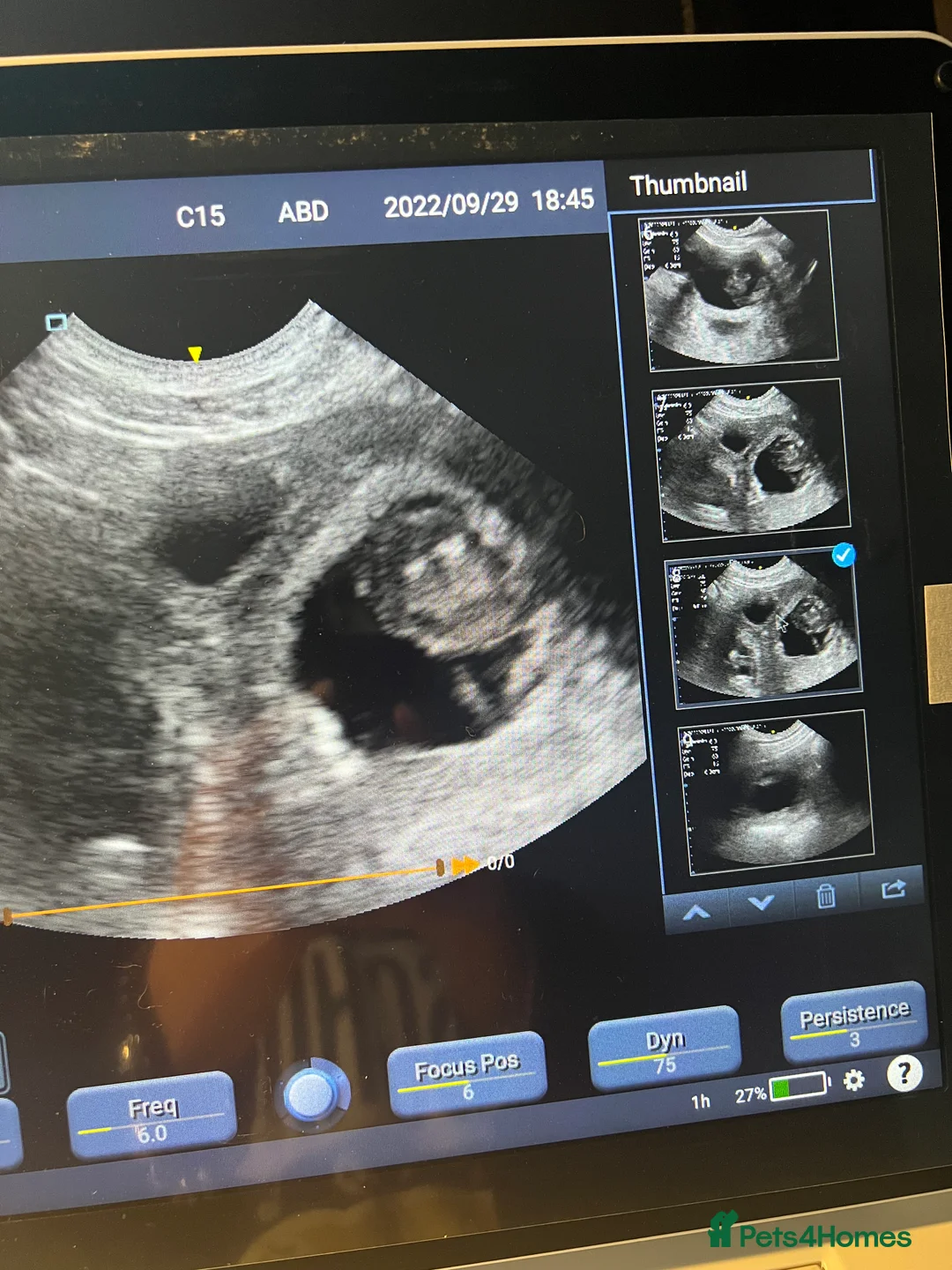 French Bulldog dogs for stud: VEGAS- new shade Isabella & tan Merle  in Southampton - Advert 20