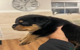 Rottweiler dogs for sale: Rottweiler pups KC Registered + Champ Bloodlines - Image 16