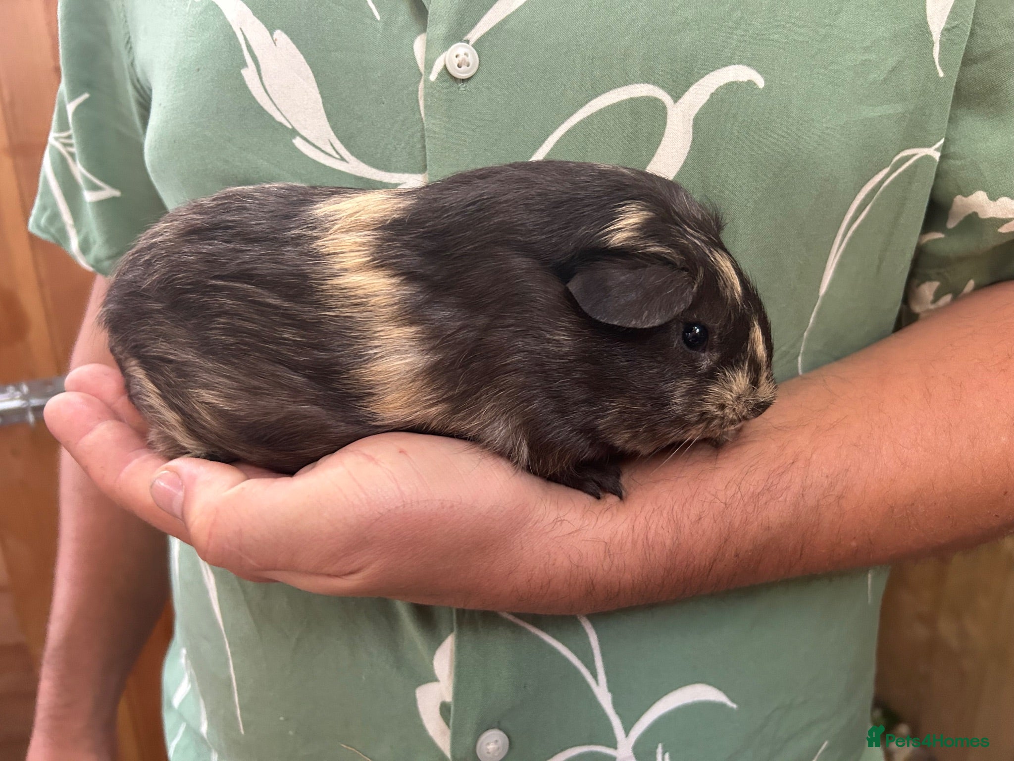 Guinea Pig rodents Guinea pig babies  - Advert 11