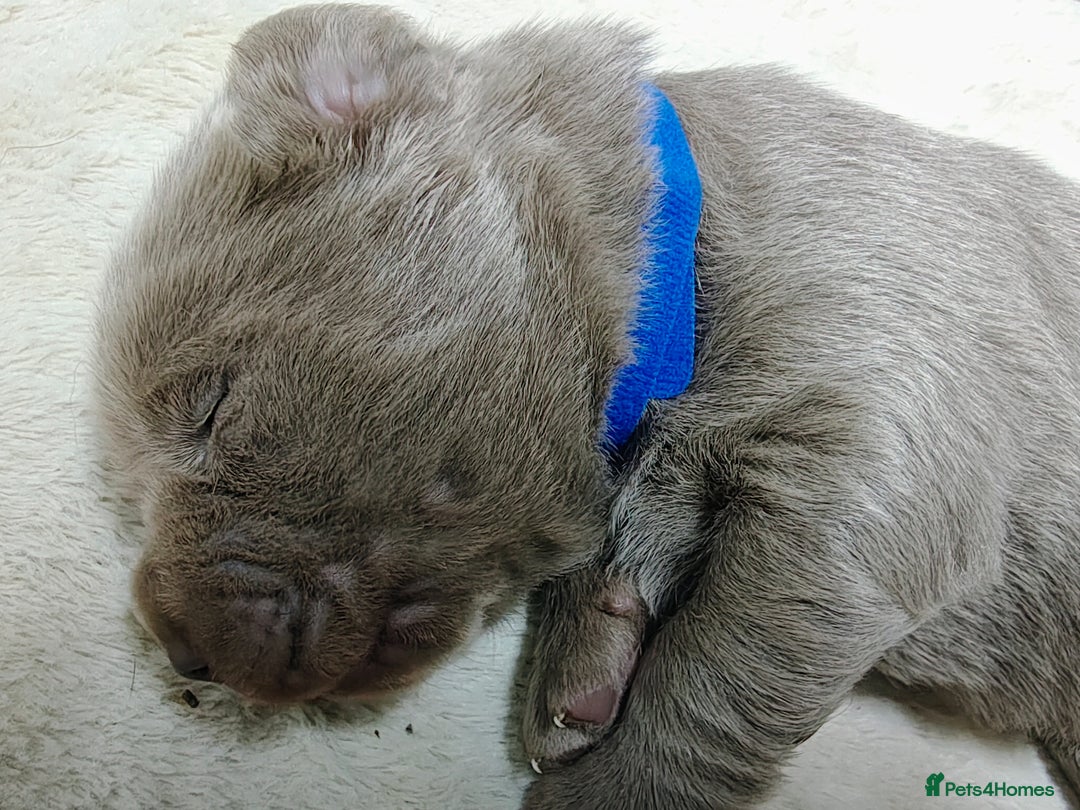 Labrador Retriever dogs for sale: Silver Labrador puppies  - Advert 6