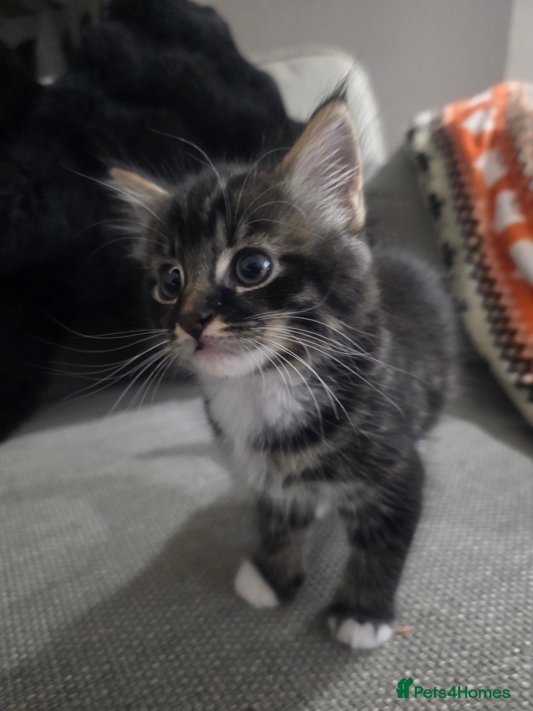 Domestic Shorthair cats for sale: Three beautiful boys ready to leave  - Image 13