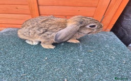 Mini Lop rabbits for sale: Still looking for forever homes  - Image 5