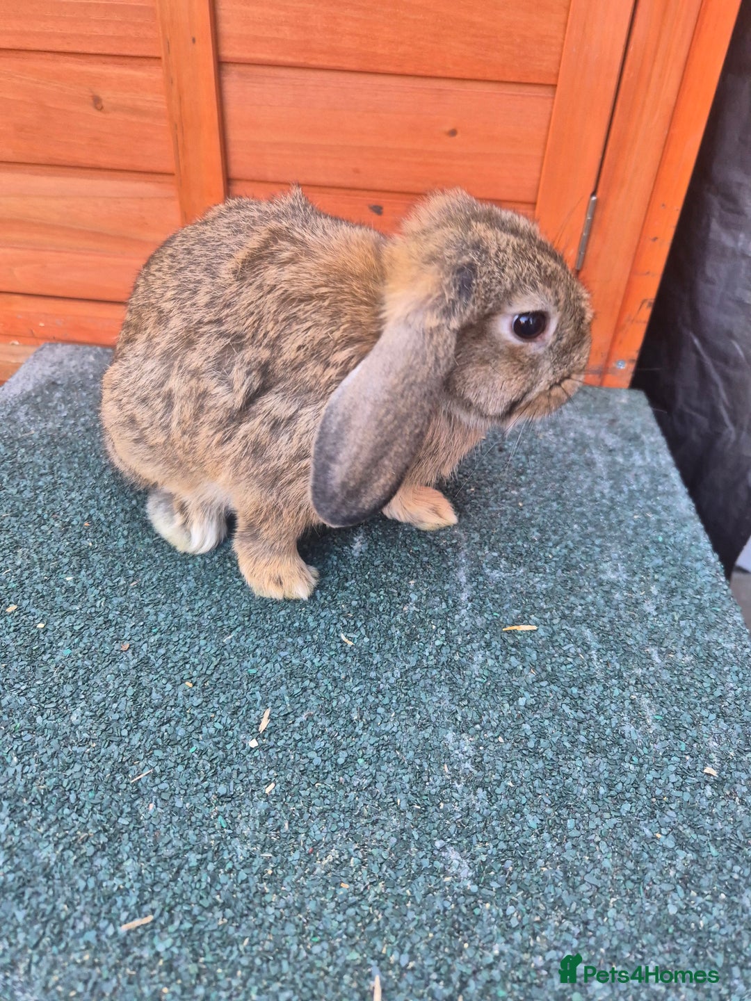 Mini Lop rabbits for sale: Still looking for forever homes  - Image 5