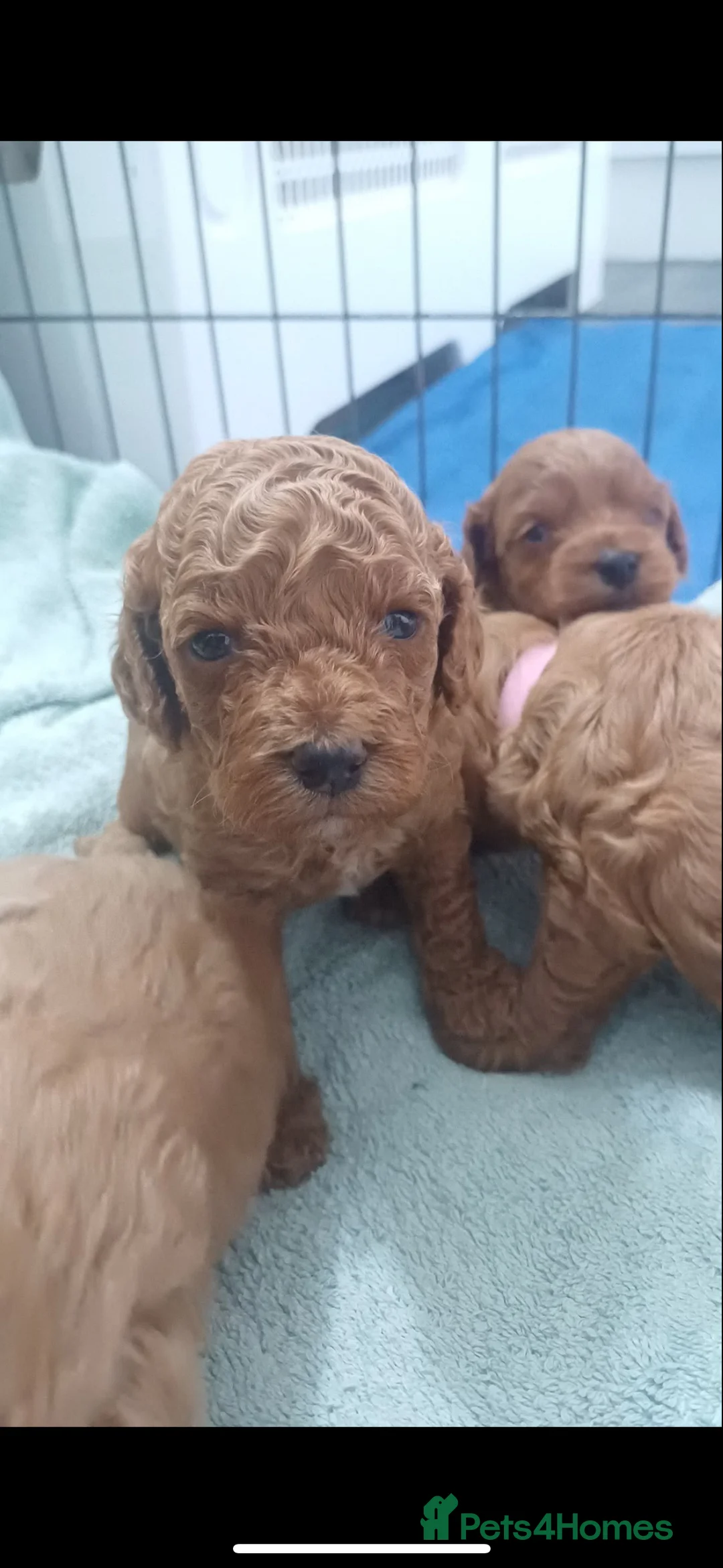 Miniature Poodle dogs for stud:  ⭐️KC PRINCE CHARMING BLUE BOY MINIATURE POODLE⭐️ - Advert 24