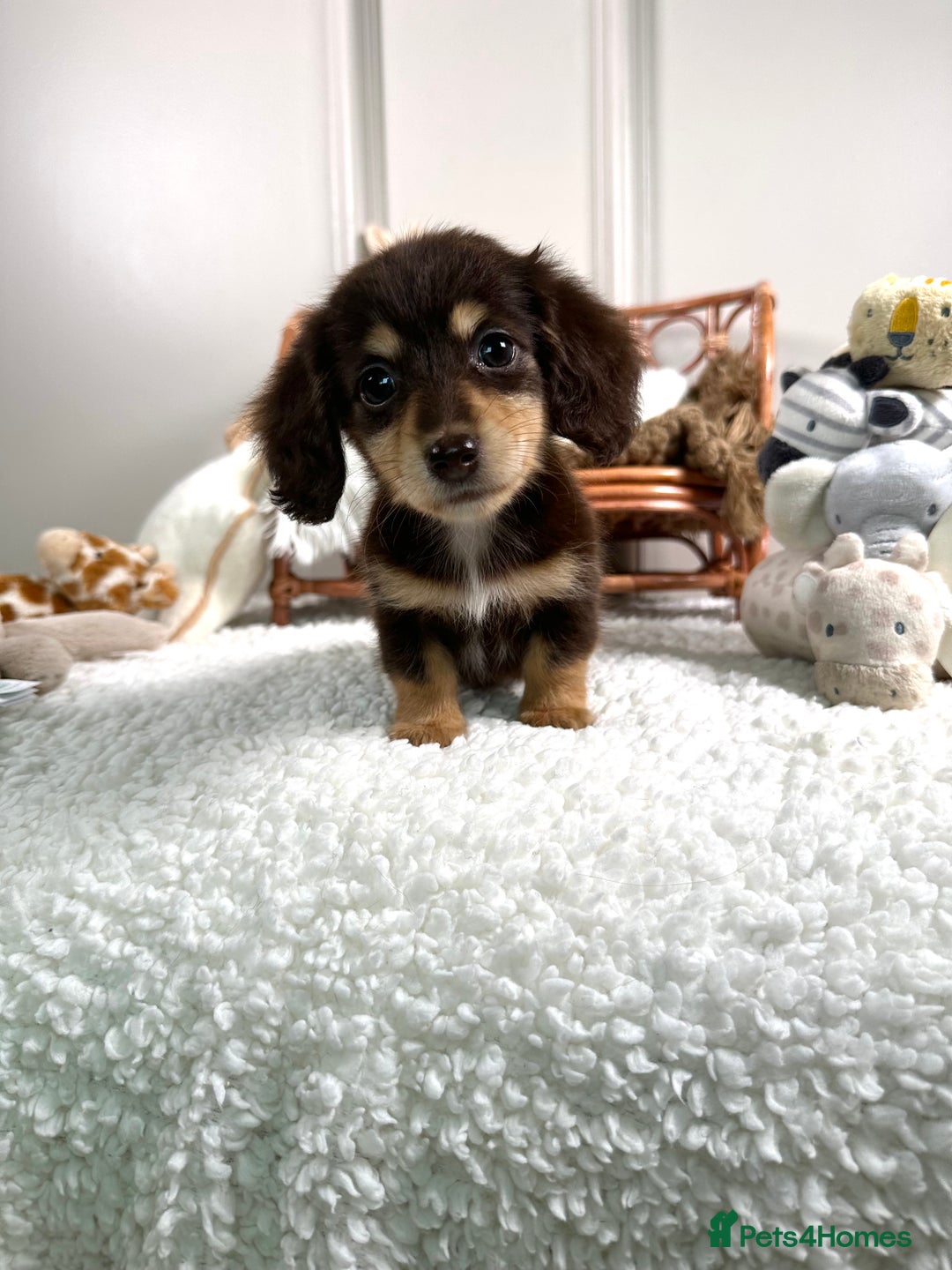 Miniature Dachshund dogs for sale: 𝕃𝕠𝕟𝕘 𝕙𝕒𝕚𝕣 𝕞𝕚𝕟𝕚 𝔻𝕒𝕔𝕙𝕤𝕙𝕦𝕟𝕕𝕤 - Image 4