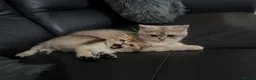 British Shorthair cats for sale: British Shorthair Black Golden (GCCF Pedigree) in Manchester - Advert 5