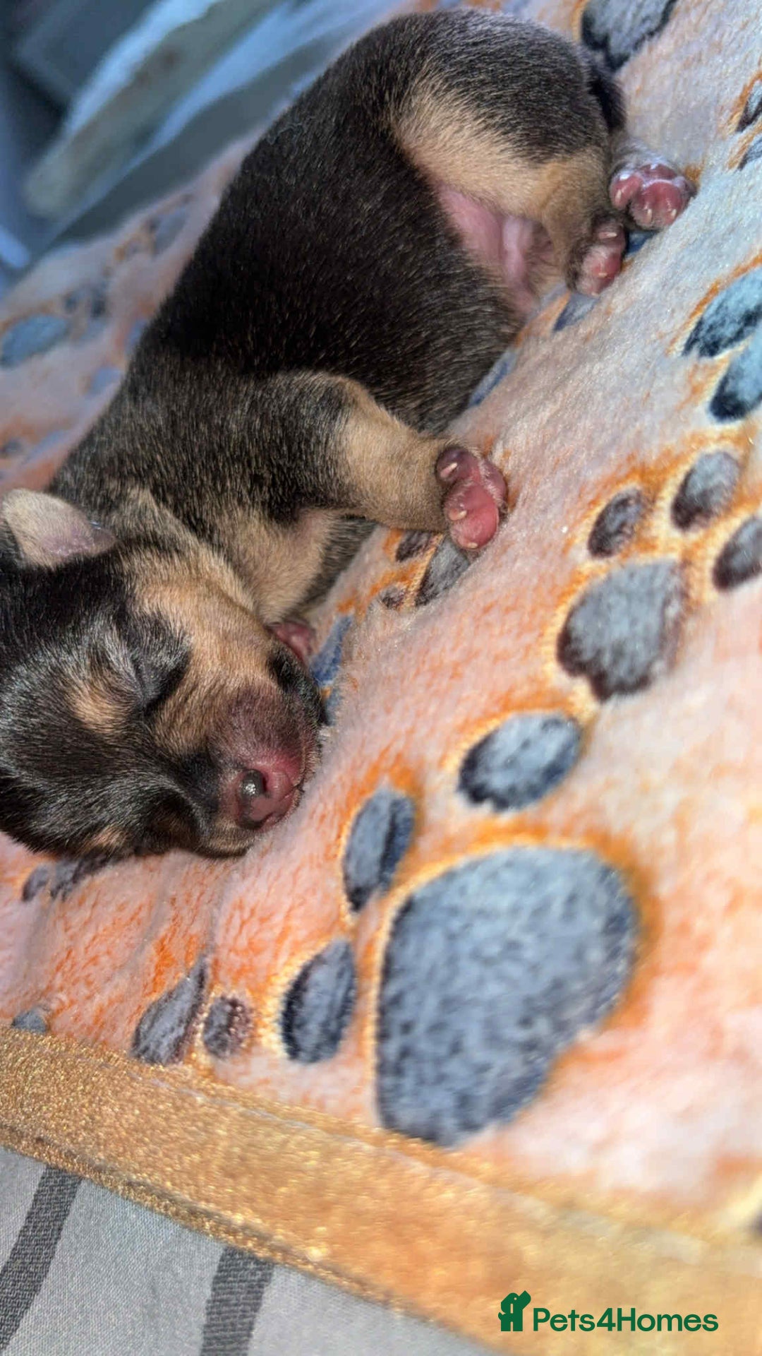Jack Russell dogs for sale: Jack russell puppies  - Image 13