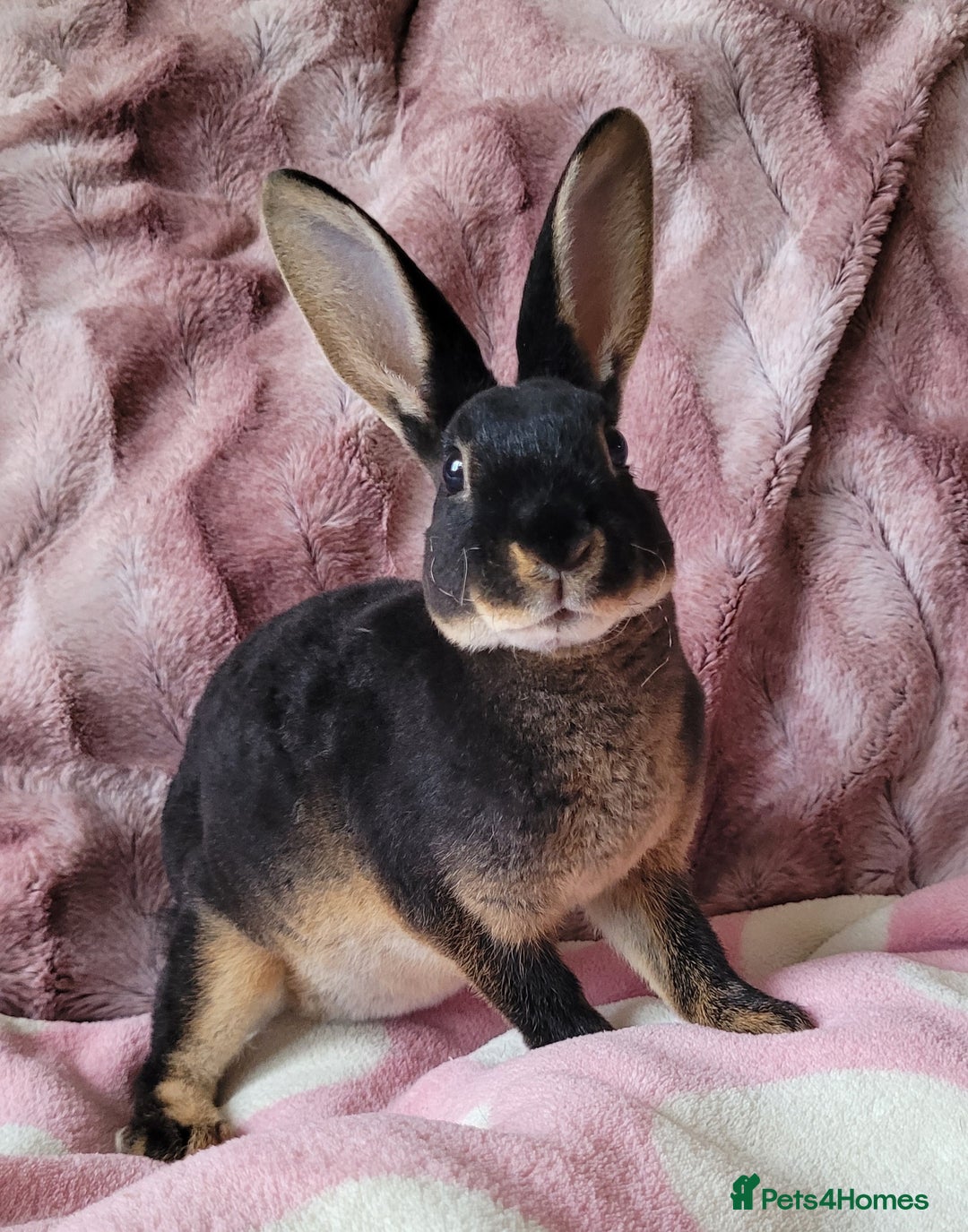 Rex rabbits for sale: Mini Rex babies- various colours & ages - Image 10