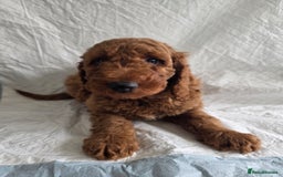 Goldendoodle dogs for sale: 👑Superb Rare Toy/Mini Deepest Red Goldendoodles👑 - Image 12