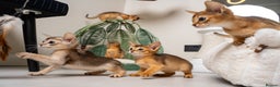 Abyssinian cats for sale: 6 Amazing Abyssinians, Extra Lovlely Personality - Advert 27