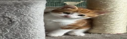 Mixed Breed cats for sale: Adorable kittens - Advert 15