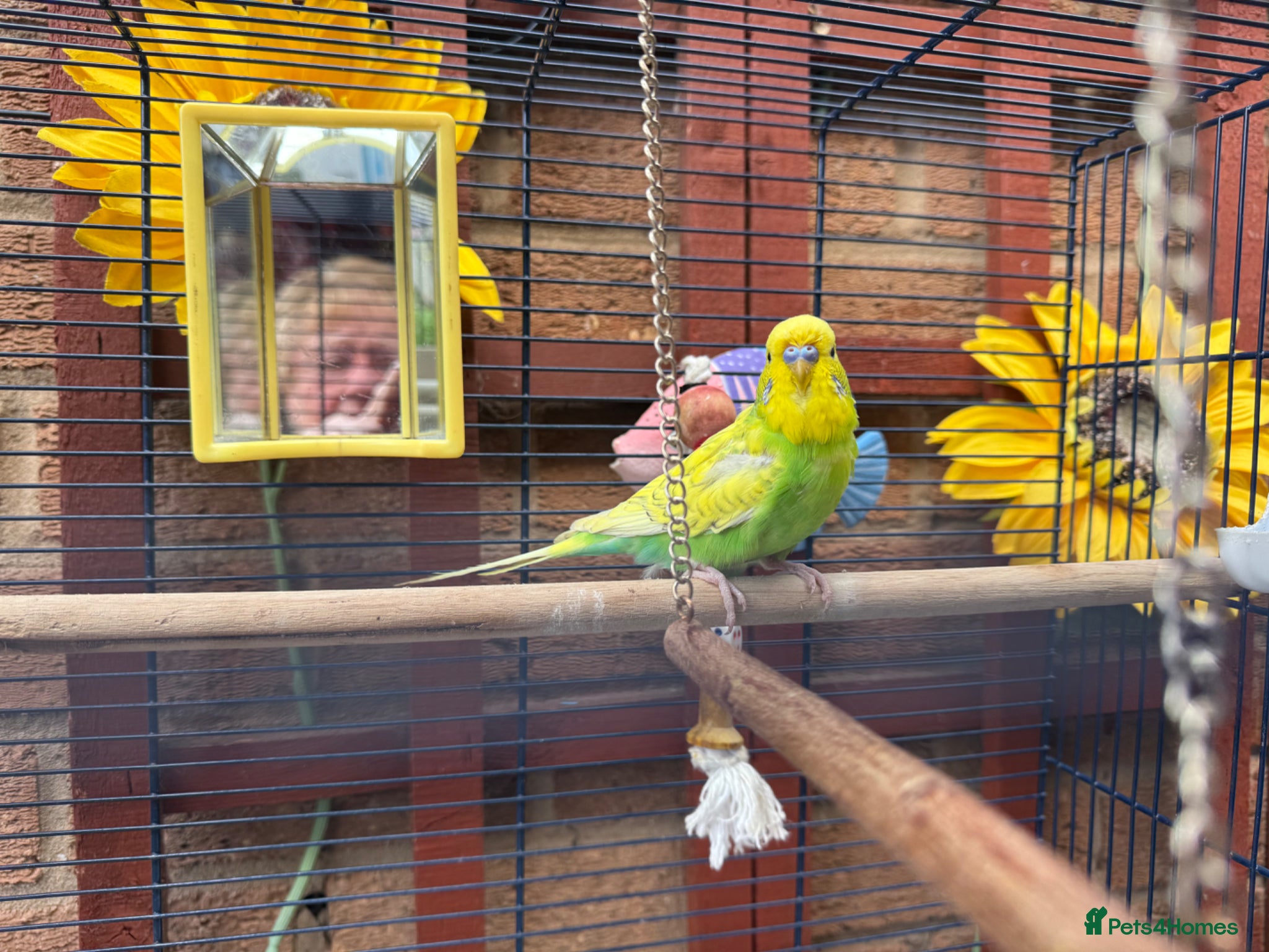Budgerigars birds Beautiful young budgie with cage/accessories - Advert 2