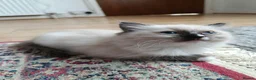 Ragdoll cats for sale: Stunning Ragdoll Kittens 😺 in Perth - Advert 8