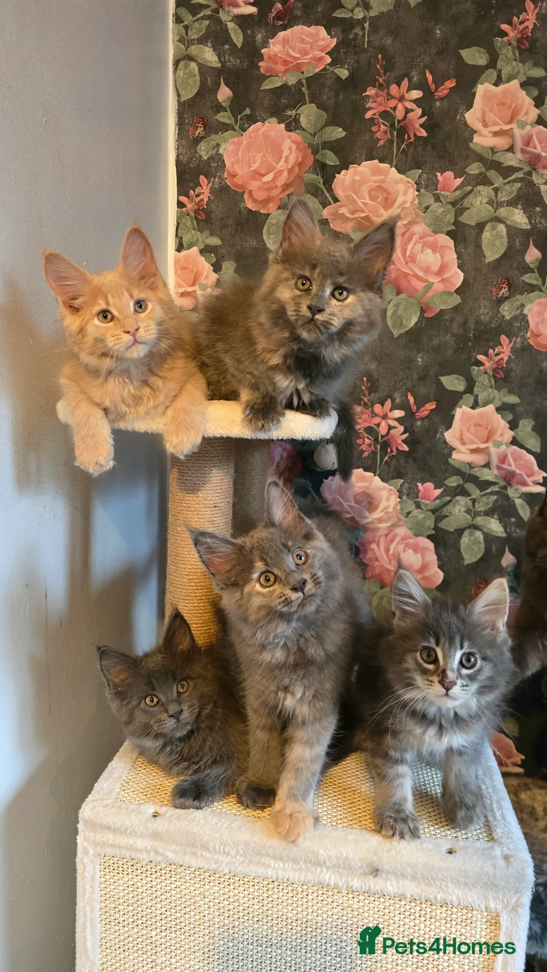 Maine Coon cats for sale: TICA REG MAINECOONS  - Advert 1