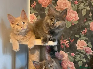 Maine Coon cats TICA REG MAINECOONS - Advert 13