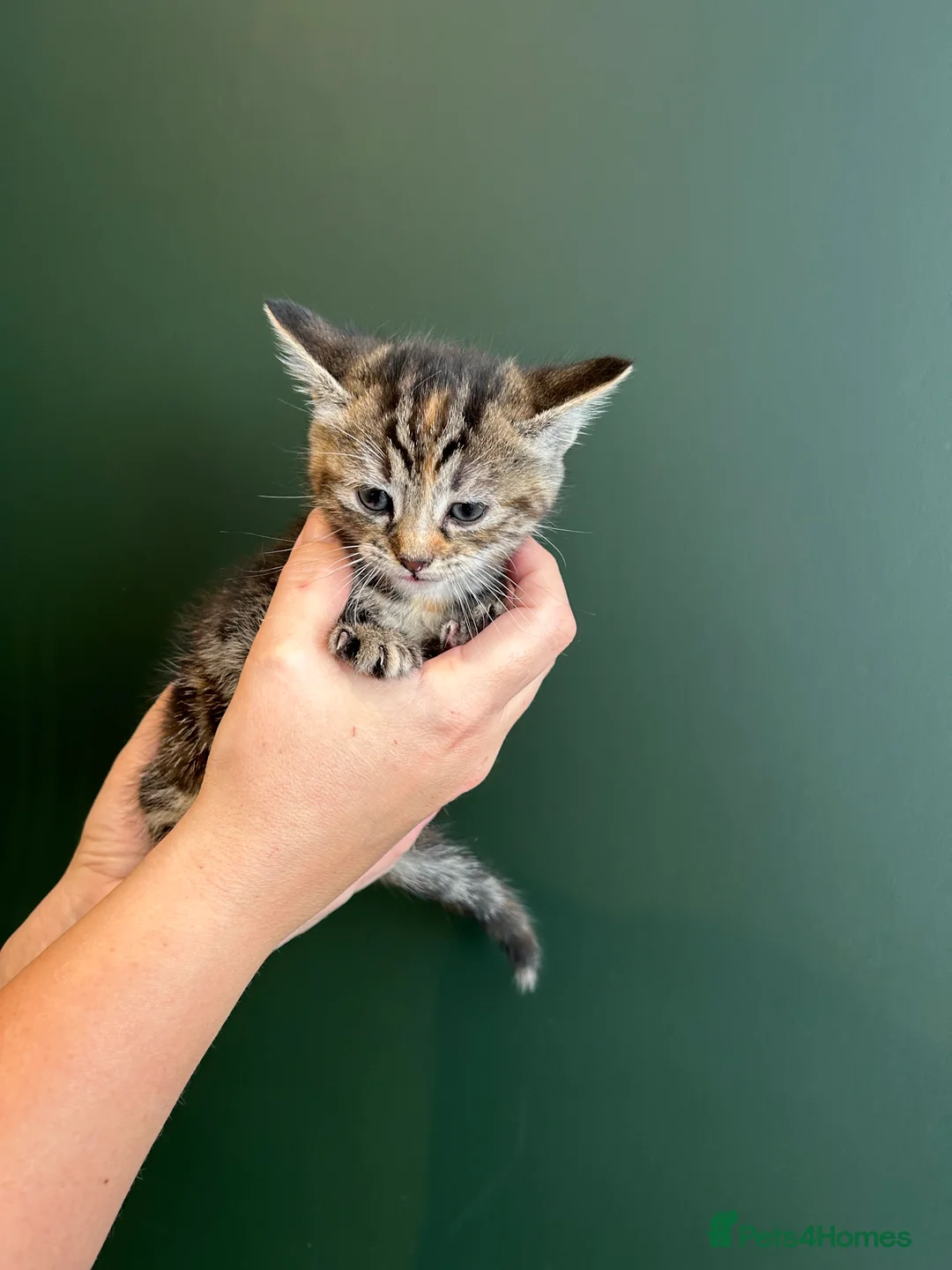 Mixed Breed cats for sale: Beautiful kitten - friendly/excellent family   - Advert 2