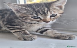 Domestic Shorthair cats for sale: ✨️ Beautiful 2 kittens 🩷🩵 Ready for homes now ✨️ - Image 31