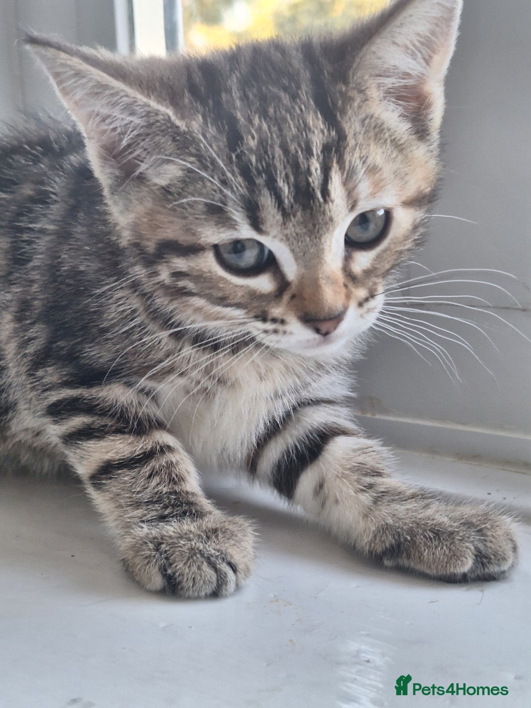 Domestic Shorthair cats for sale: ✨️ Beautiful 2 kittens 🩷🩵 Ready for homes now ✨️ - Image 31