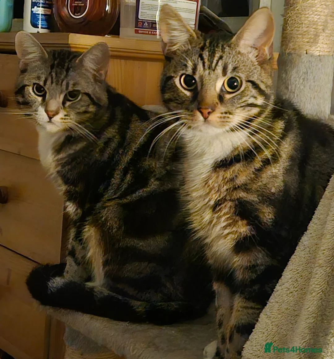 Domestic Shorthair cats for adoption: Adorable bonded pair looking for forever home  - Advert 1