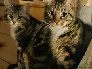 Domestic Shorthair cats Adorable bonded pair looking for forever home - Advert 1
