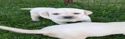 Labrador Retriever dogs for sale: Beautiful KC Labrador Puppies - Advert 17