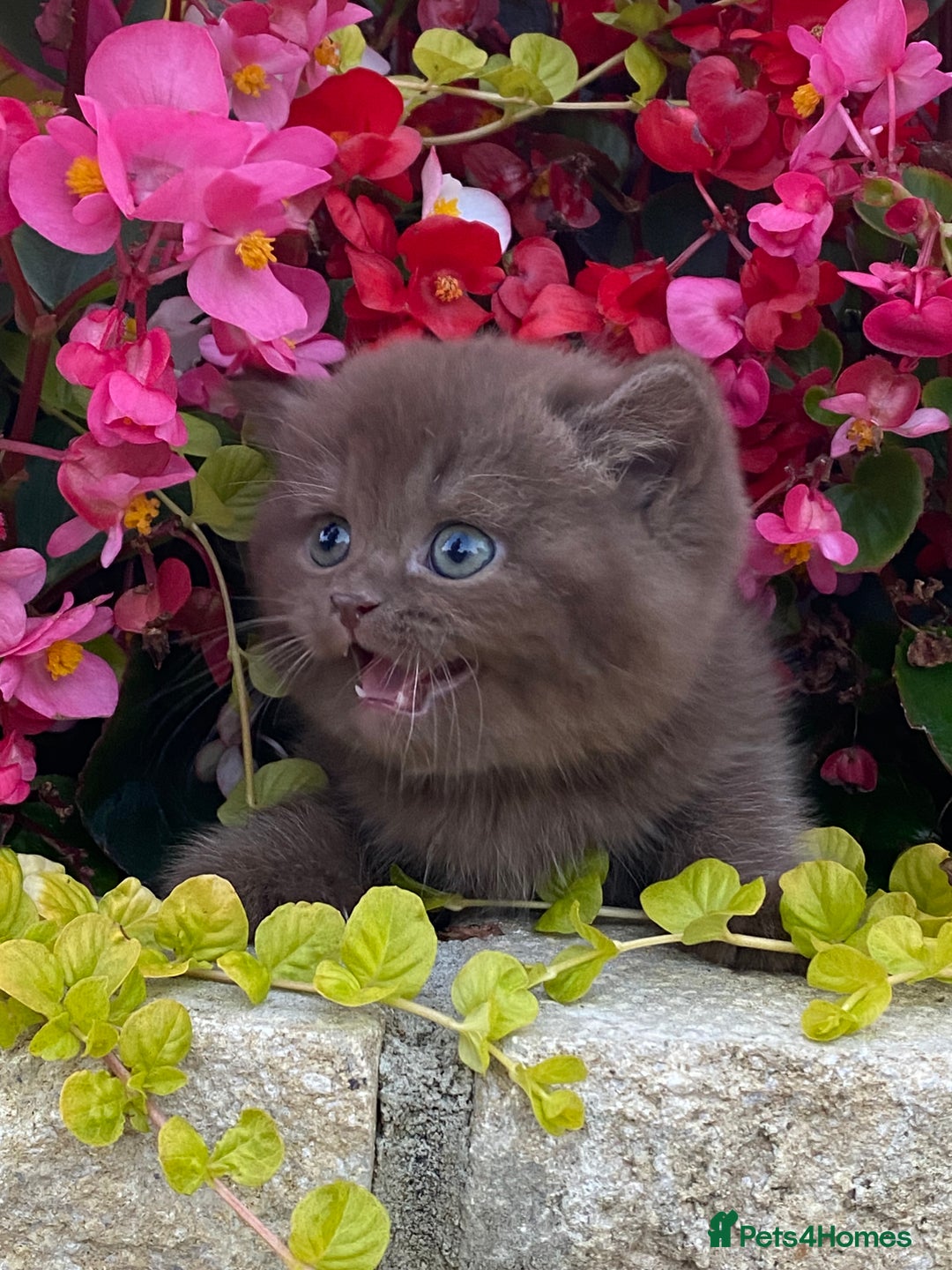 British Longhair cats for sale: British longhair and shorthair kittens for sale - Image 7