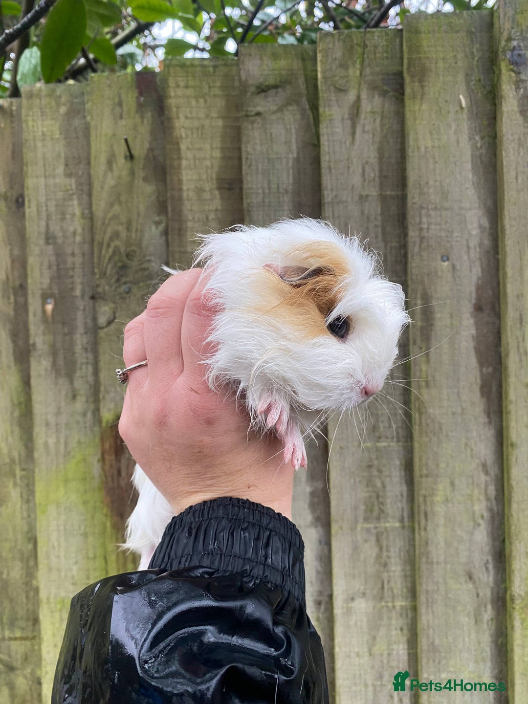 Guinea Pig rodents for sale: Fluffy long haired Peruvian cross Sheltie babies - Advert 6