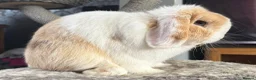 Mini Lop rabbits for sale: Chocolate Harli split buck - Advert 3