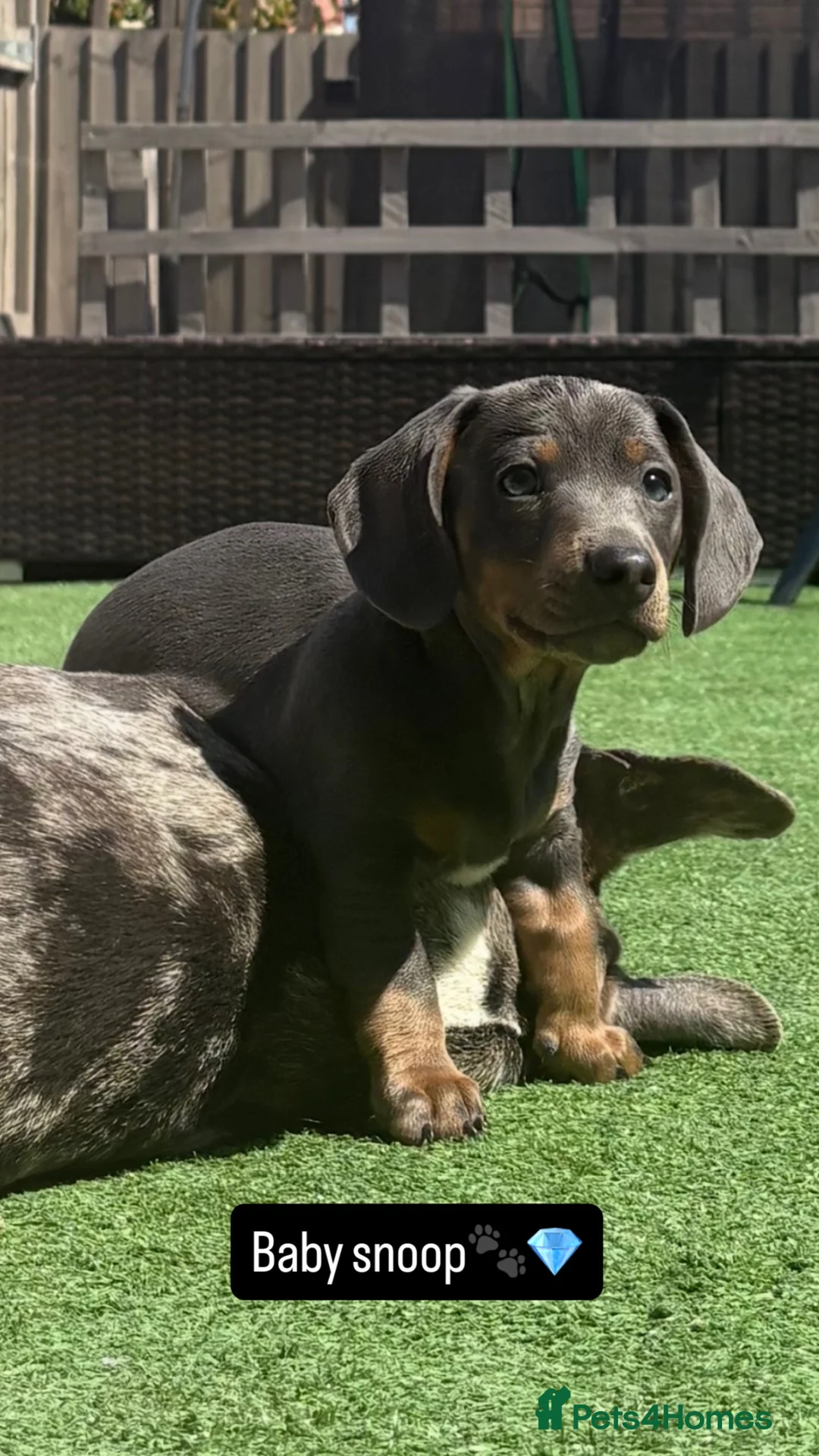 Miniature Dachshund dogs for stud: 🐾SNOOP🐾 blue and tan miniature stud(proven) - Advert 6